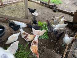 Free Roosters