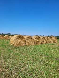 Hay for Sale