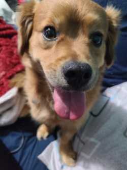 Dog for rehoming