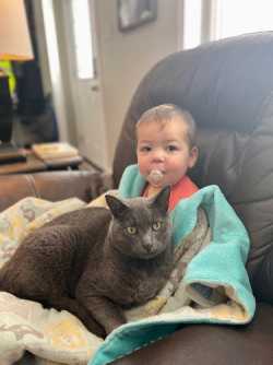 MISSING GREY CAT