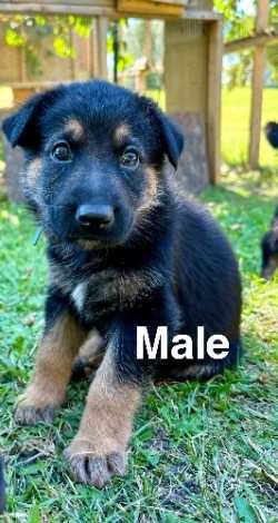 German Shepherd Puppies