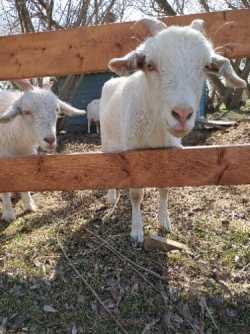 Dairy goat
