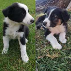 Border Collie Puppies