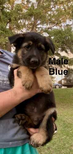 German Shepherd Puppies