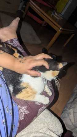 Wanted kitten 