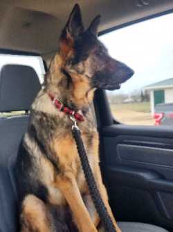 2y German Shepherd 