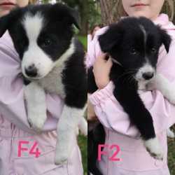 Border Collie Puppies