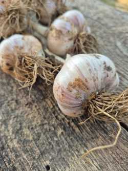 Garlic, 8 varieties 