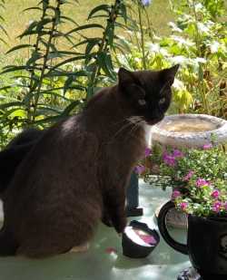 Lost cat