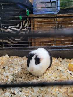 Female Guinea Pig