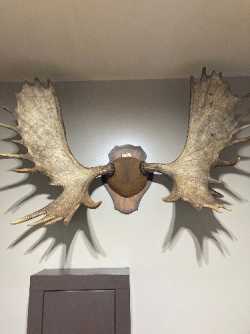 Moose rack
