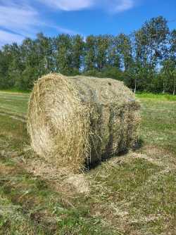 Hay for sale
