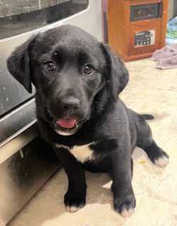 Labrador Retriever Puppy