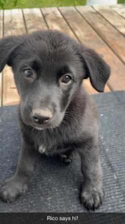 Male Sheprador