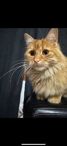 Missing cat 