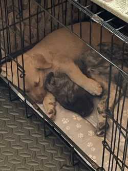 Puppies