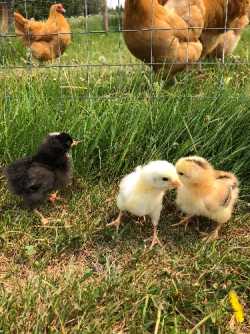 Chicks