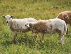 Ewe Lambs 