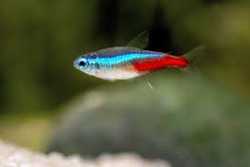 Tropical Fish 