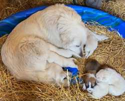 Great Pyrenees
