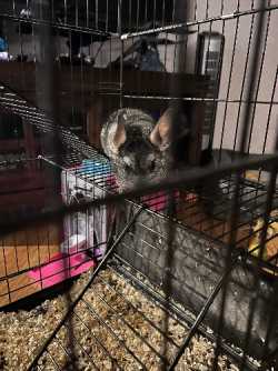 Chinchilla