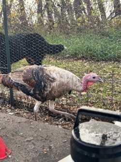 Male Turkey