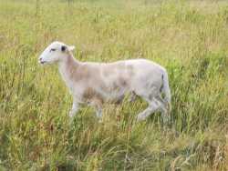  Ram Lambs