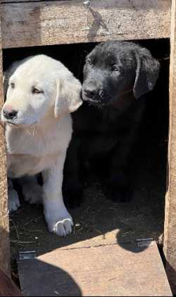 Puppies to give away 