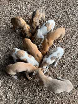 Greyhound/ Wolfhound Pups