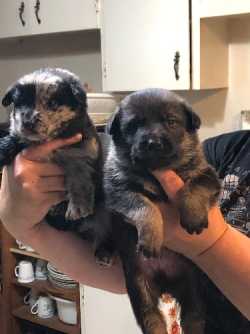 Puppies 