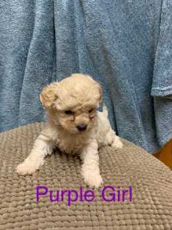 Mini ShihPoo 