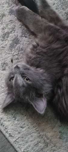 Grey Kitten