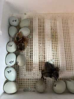 Ameraucana Chicks 