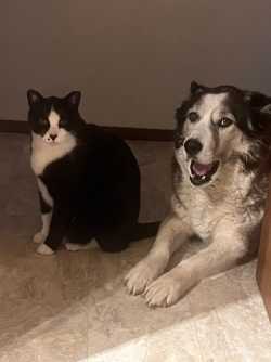 Missing cat 