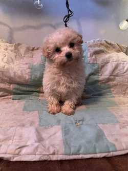 Beautiful PooChon Puppy 