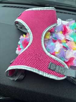 Dog harness 