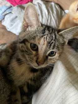 Kittens 4 Free