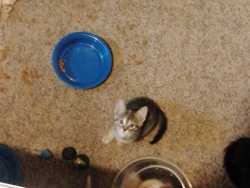 Free Kittens