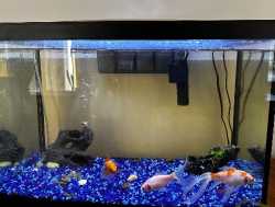Fish tank with fish 