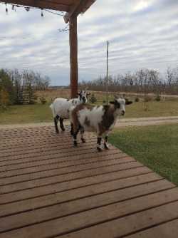 Free goats!!