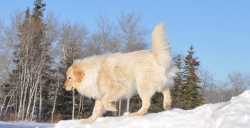 Male Great Pyrenees Free