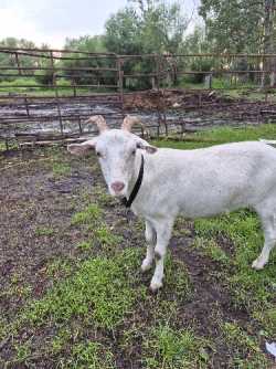 Goat