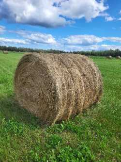 Hay for Sale
