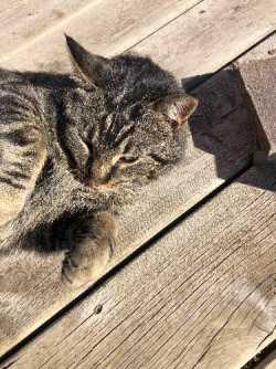 Lost cat