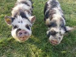 KuneKune Boars