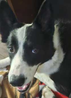 Dog