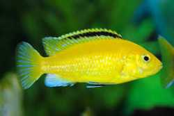 Fish For Sale