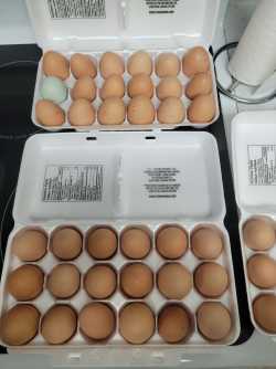 Farm Fresh Eggs