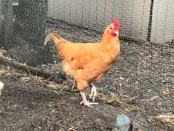 Buff Orpington Rooster