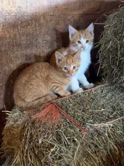 Farm Kittens